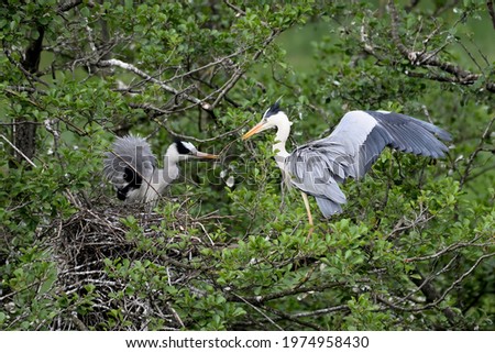 The Grey Heron (Ardea cinerea), is a wading bird of the heron family Ardeidae, native throughout temperate Europe and Asia and also parts of Africa.
