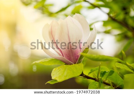 one pink flower on a branch of blooming magnolia close-up outdoors