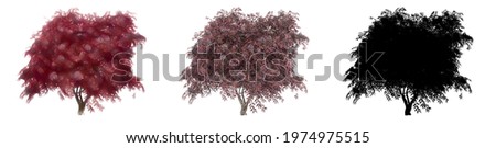 Set collection of Black Elder  trees, painted, natural and as a black silhouette on white background. Concept or conceptual 3d illustration for nature, ecology and conservation, strength, endurance