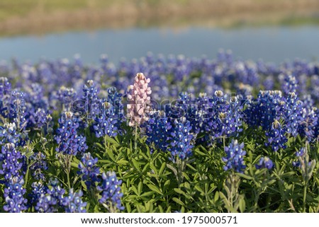 Pond and bluebonnet fields in Ennis Texas in the hill country