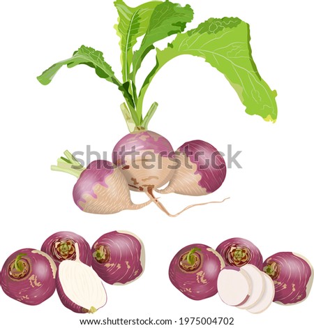 Set of purple top white globe turnips. Whole, half, and sliced turnip. Turnip with tops. Fresh organic and healthy, diet and vegetarian vegetables. Vector illustration isolated on white background. Royalty-Free Stock Photo #1975004702