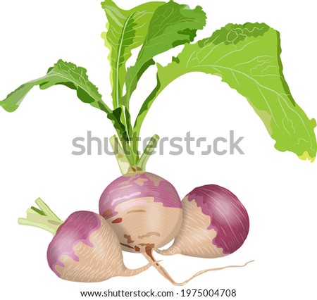 Purple top white globe turnips for banners, flyers. Whole turnip, turnip with tops. Fresh organic and healthy, diet and vegetarian vegetables. Vector illustration isolated on white background. Royalty-Free Stock Photo #1975004708
