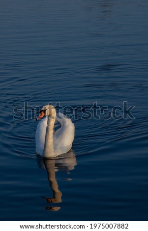 Pretty Swan on the water