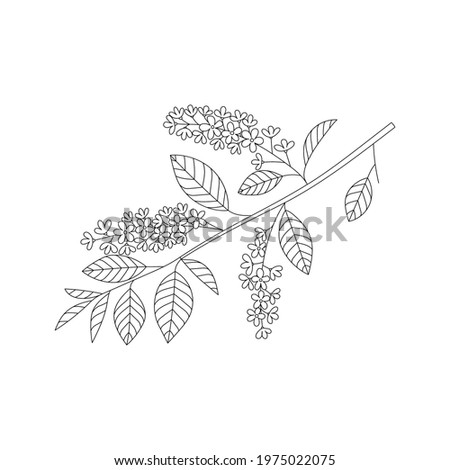 Vector line hand drawn illustration of bird cherry flowering branch with leaves and flowers. Isolated on white background.