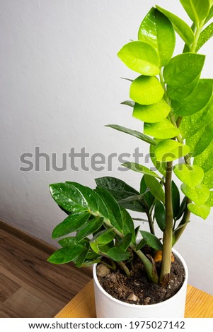 Modern trend plant zamioculcas in a white pot with free copy space for text on grey background, minimal home design