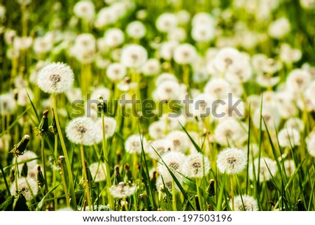 White dandelions on green meadow in spring, close up