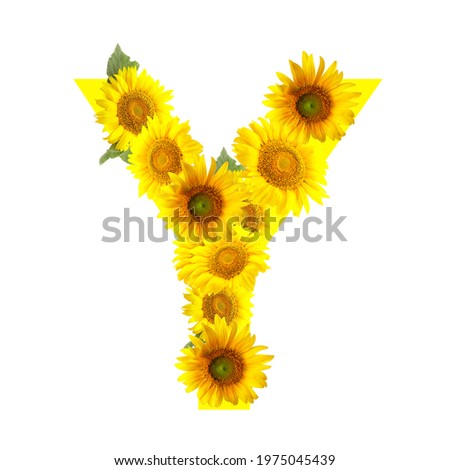 Letter Y made of beautiful sunflowers on white background