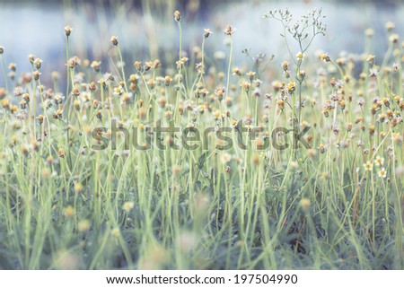 vintage picture of a meadow with yellow flowers in tropical countries,in Thailand