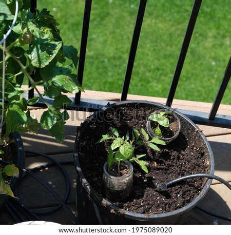 Young basil and tomato plants in patio pot on outside deck with water hose in pot