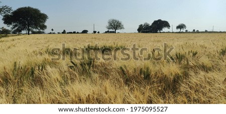 Wheat Farm Land in Day time