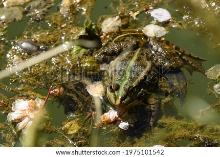frog on the surface of the water in a pond croaking
