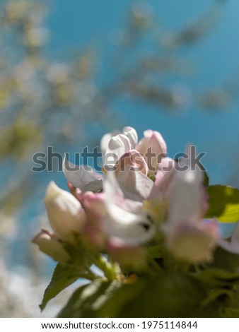 Spring apple blossoms against a blue sky