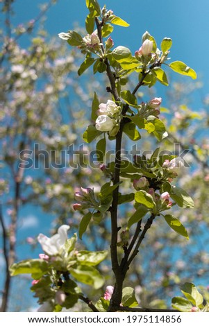 Spring apple blossoms against a blue sky