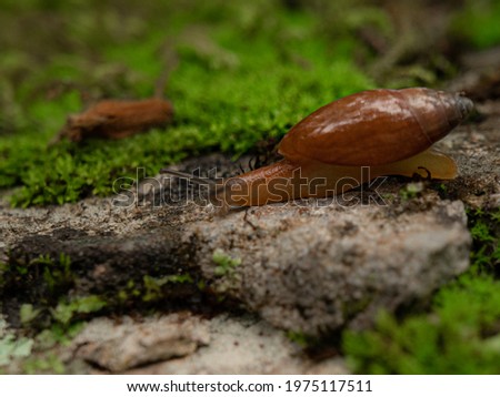 The photo shows a snail among a variety of green mosses. The picture was taken in the reserve of the Dominican Republic while walking along a stone path.