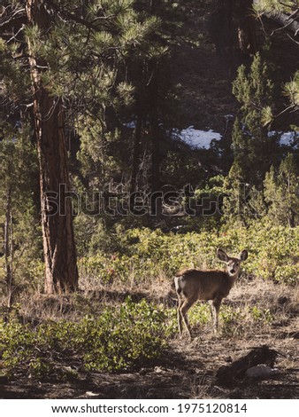 Deer Grazing in Bryce Canyon National Park