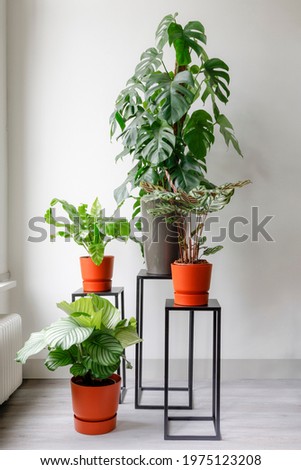house plant collection next to a window, monstera, fern, calathea Royalty-Free Stock Photo #1975123208