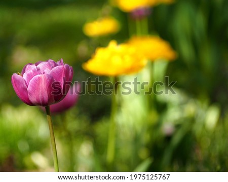 close-up of a bright pink large bud of blue diamond tulips growing in the garden on a green with yellow flowers background side view