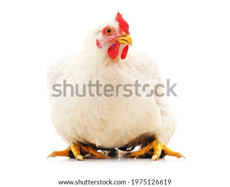 One white big hen isolated on a white background.