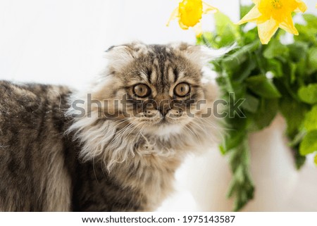 Spring cat. portrait of a cat and yellow daffodils. funny fluffy cat.