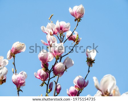 Magnolia × soulangeana pink purple flower blossom in the spring