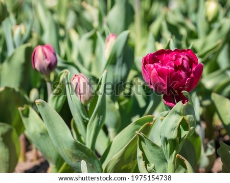 Red peony-flowered tulip and buds in the garden