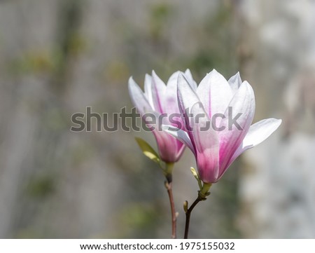 Magnolia × soulangeana pink purple flower blossom in the spring