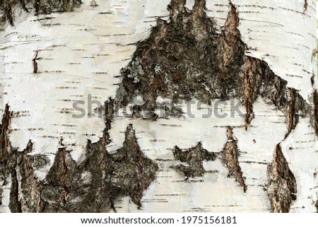 Birch bark. Birch texture. Natural background. High quality photo
