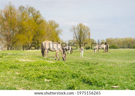 Wild Horses Beuningse UIterwaarde, Beuningen The Netherlands.