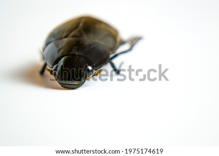 Protaetia opaca isolated on a white background, close-up pictures 
