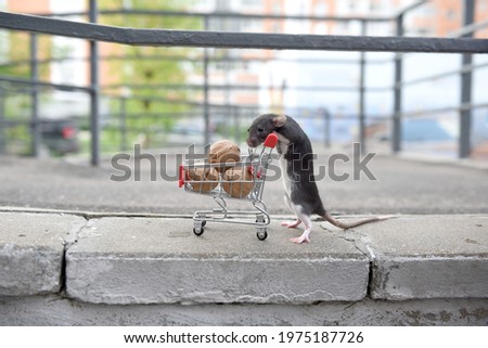 A wild red rat rolls a cart from a supermarket with walnuts on the street on a concrete sidewalk. I go to the supermarket to buy