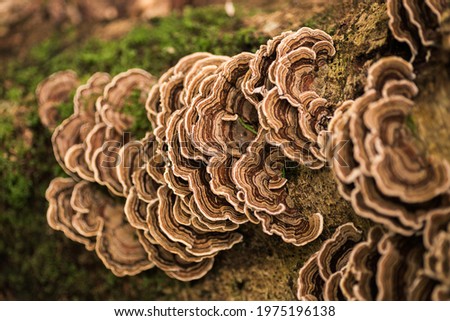 Turkey tail mushroom growing on a tree stump with moss Royalty-Free Stock Photo #1975196138