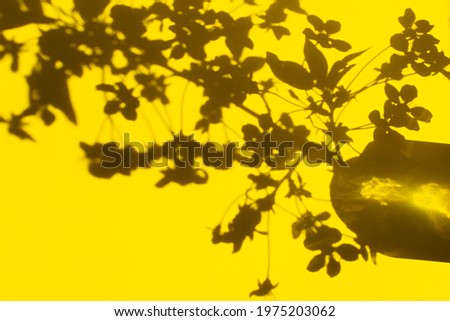 Shadow nature yellow background. Abstract floral pattern on the wall. Creative summer design layout with space for text. A blooming cherry branch and its shadow. Monochrome bright template, copy space