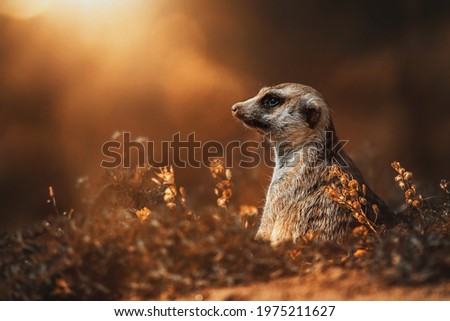 Suricate or meerkat (Suricata suricatta) detail portrait