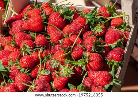 Beautiful ripe strawberries for sale on a tray in wooden containers. Freshly picked organic strawberries.