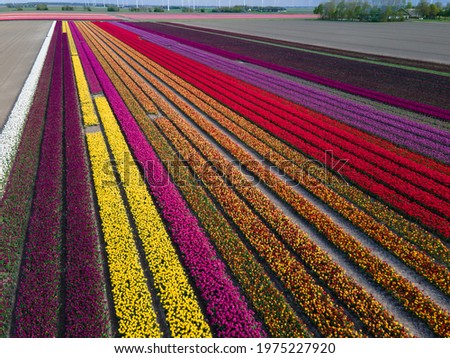 Aerial view of colorful Dutch tulip fields blooming in springtime. Shot with drone in Almere, The Netherlands