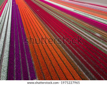 Aerial view of colorful Dutch tulip fields blooming in springtime. Shot with drone in Almere, The Netherlands