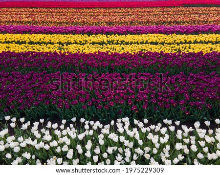 Aerial drone shot view of blooming Dutch tulip fields located in Almere, The Netherlands. Stunning row of colorful tulips seen from birds-eye-view