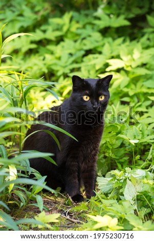 Beautiful black cat portrait with yellow eyes and attentive look in spring garden in green grass in sunlight