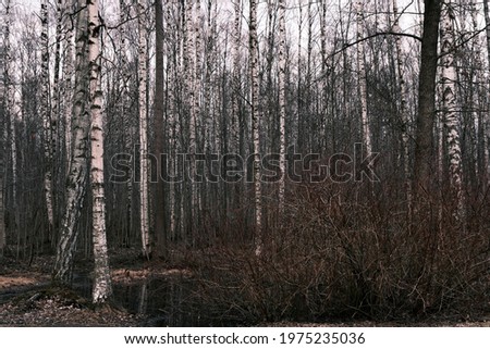 mystery autumn forest panorama in the morning fog, colorful evening woodland landscape, scenic view with birch and pine trees trunks and branches, fall leafless wood, spring nature, outdoor background