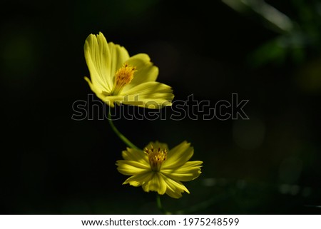 Light Yellow Flower of Cosmos in Full Bloom
