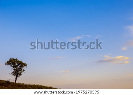 Lonely tree on a hillock, at sunset.