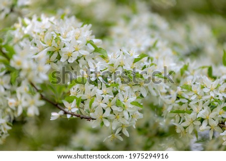 Selective focus of pure white flowers full bloom on the tree with young green leaves in spring, Malus baccata or Prunus is a genus of trees and shrubs, Nature floral pattern texture background.