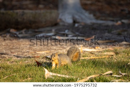 A fox squirrel foraging in the grass in California.