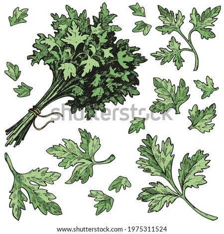 Vector collection of hand-drawn parsley sketches. Color illustrations of greenery on a white background. Isolated objects different sizes, drawn with ink and pen. Vintage style engraving