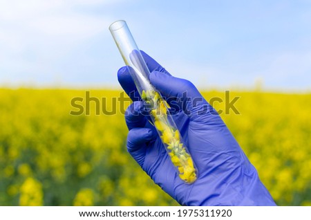 Closeup of lab assistenthand who wearing blue gloves and holding glass tube full of canola flowers.Testing rapeseeds