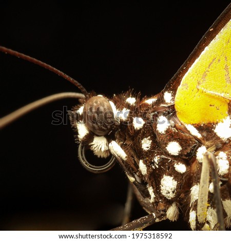 macro picture of a sleeping common tiger butterfly 