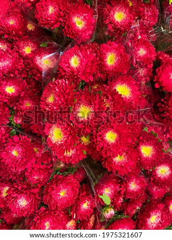 Daisy flowers. Bright floral background with red daisies

