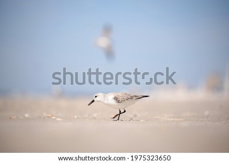 Small Beach Birds on the sand Royalty-Free Stock Photo #1975323650
