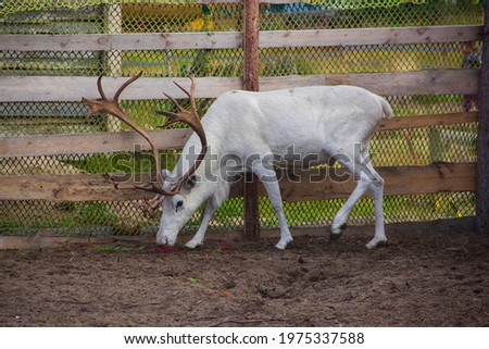 The king of the Tundra is a white deer. Reindeer and husky farm, Teriberka, Murmansk region.
