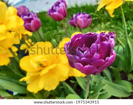 Photo of yellow, red, white and pink tulips